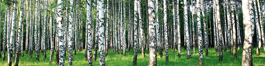 nobilia's birch trees backsplash, Decor Birch Forest, 564